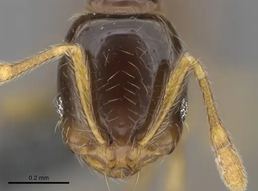 Solenopsis globularia - CASENT0729798