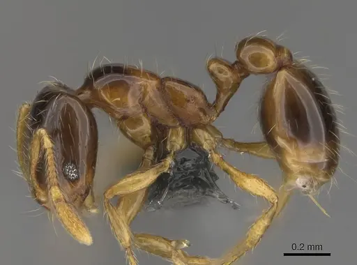 Solenopsis globularia - CASENT0729798