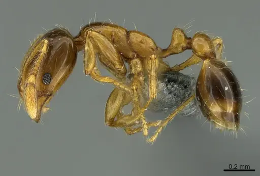 Solenopsis globularia - CASENT0766374