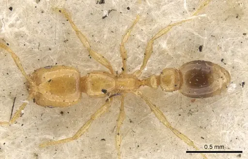 Solenopsis globularia - CASENT0902338