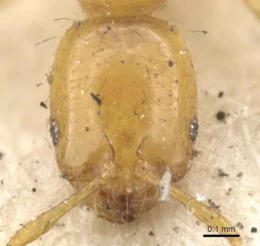 Solenopsis globularia - CASENT0902338