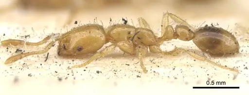 Solenopsis globularia - CASENT0902338