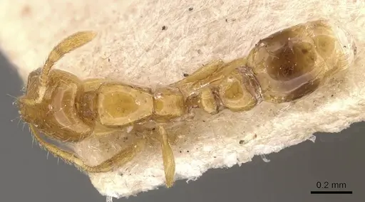 Solenopsis globularia - CASENT0908833