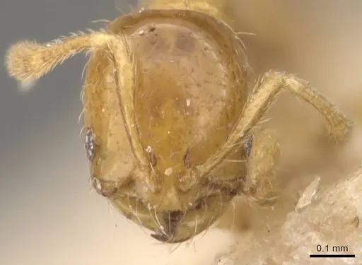 Solenopsis globularia - CASENT0908833