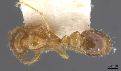 Solenopsis globularia - CASENT0913898