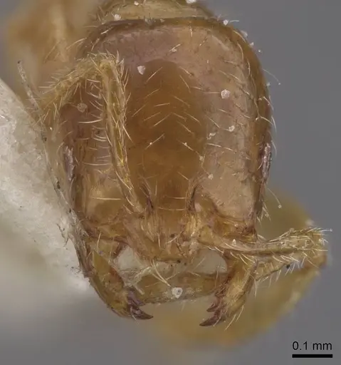 Solenopsis globularia - CASENT0913898