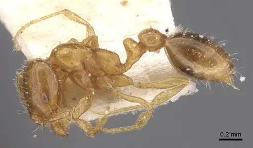 Solenopsis globularia - CASENT0913898