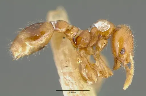 Solenopsis globularia - CASTYPE00446