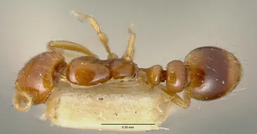 Solenopsis globularia - CASTYPE00447