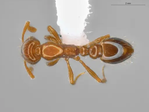 Solenopsis globularia - ECOFOG-SAV18-0008-05