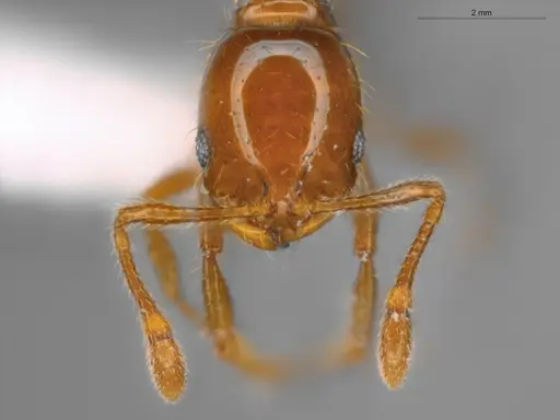 Solenopsis globularia - ECOFOG-SAV18-0008-05