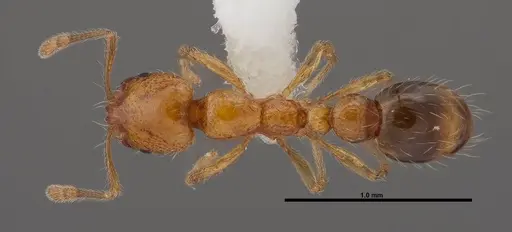 Solenopsis globularia - FMNHINS0000078524