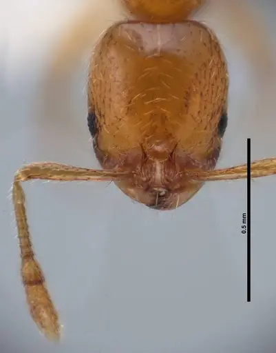 Solenopsis globularia - FMNHINS0000078524