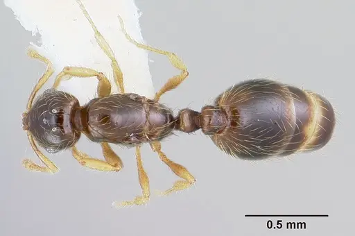 Solenopsis gnomula specimen