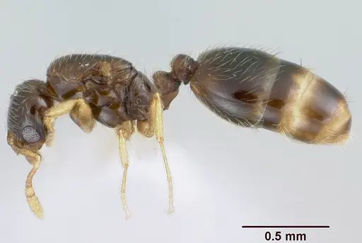 Solenopsis gnomula specimen