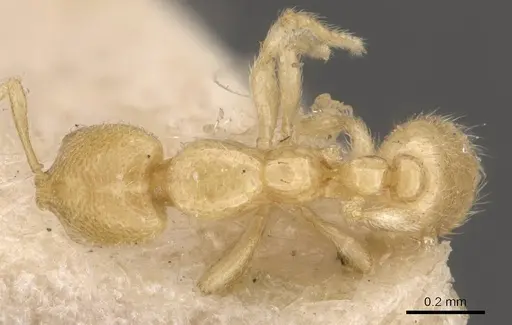 Solenopsis goeldii specimen