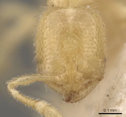 Solenopsis goeldii specimen