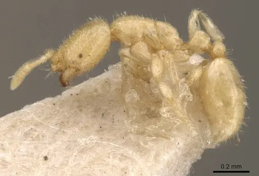 Solenopsis goeldii specimen