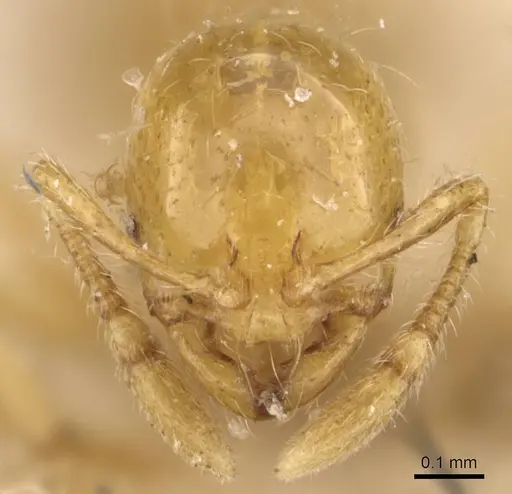 Solenopsis hayemi specimen