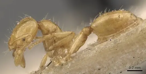 Solenopsis hayemi specimen