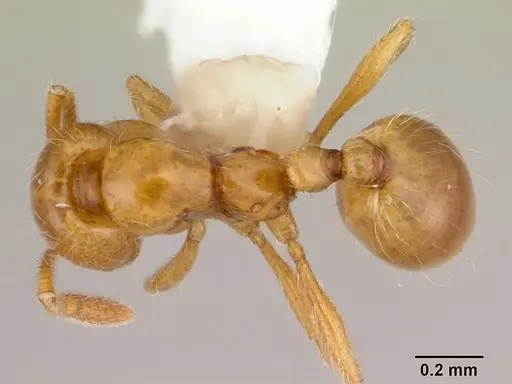 Solenopsis helena specimen