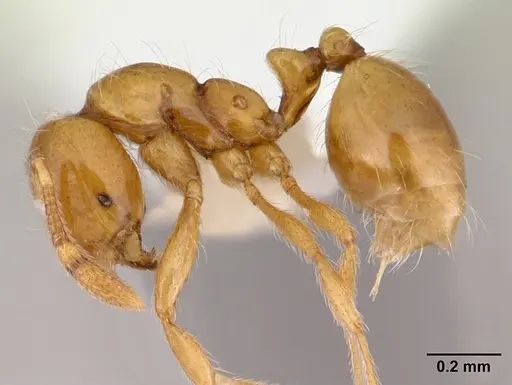 Solenopsis helena specimen