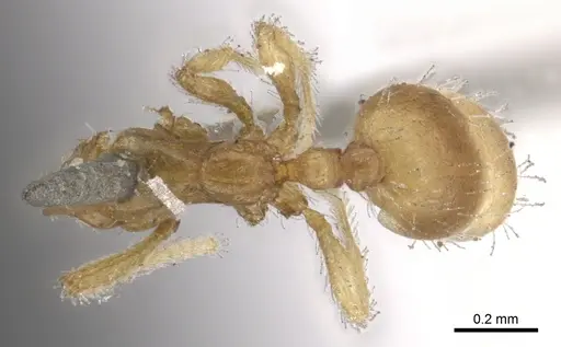 Solenopsis helena - CASENT0902339