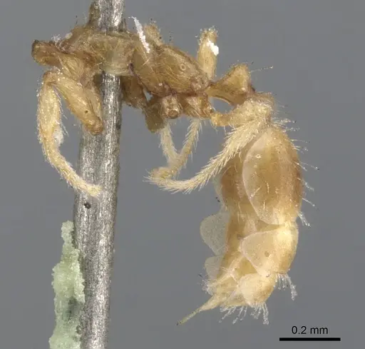 Solenopsis helena - CASENT0902339