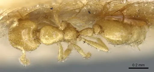 Solenopsis helena - CASENT0904630