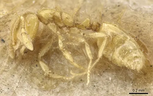 Solenopsis helena - CASENT0904630