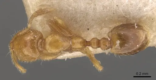 Solenopsis helena - CASENT0908835