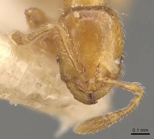 Solenopsis helena - CASENT0908835