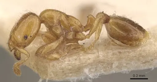 Solenopsis helena - CASENT0908835