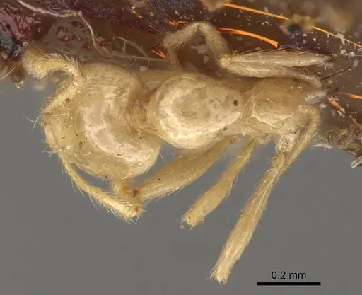 Solenopsis helena - CASENT0908848