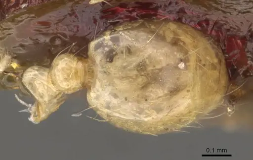 Solenopsis helena - CASENT0908848