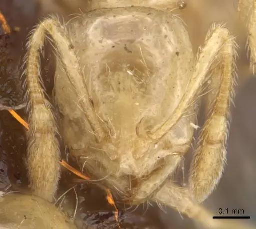 Solenopsis helena - CASENT0908848