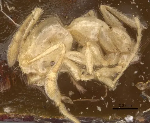 Solenopsis helena - CASENT0908848