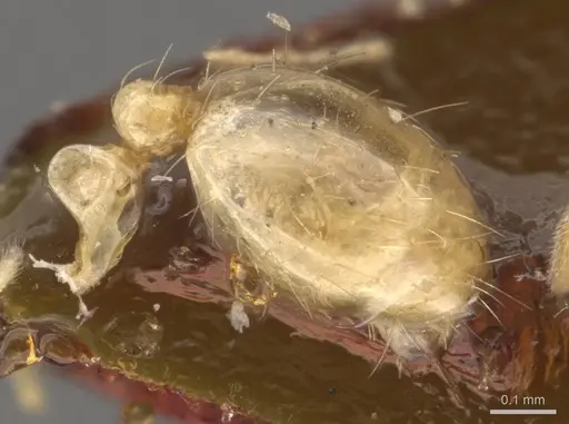 Solenopsis helena - CASENT0908848