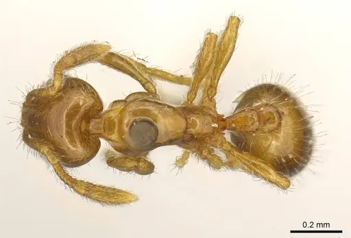 Solenopsis helena - CASENT0916024