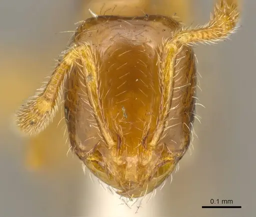 Solenopsis helena - CASENT0916024