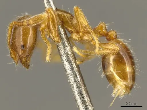 Solenopsis helena - CASENT0916024