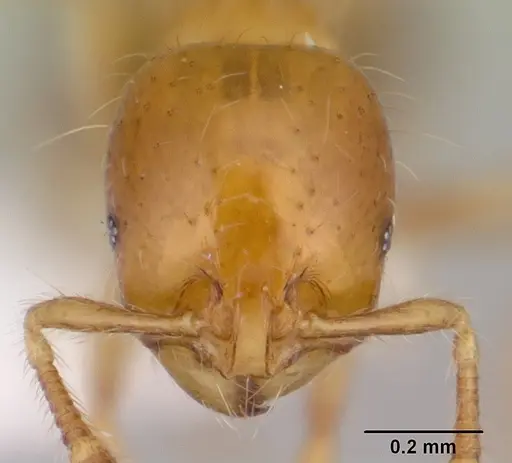 Solenopsis iheringi specimen