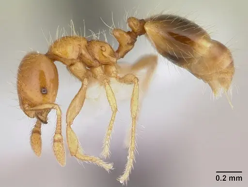 Solenopsis iheringi specimen