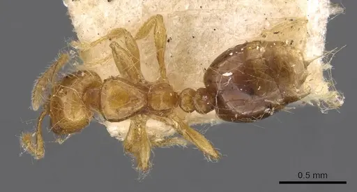 Solenopsis iheringi - CASENT0908796