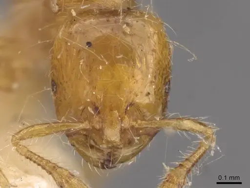 Solenopsis iheringi - CASENT0908796