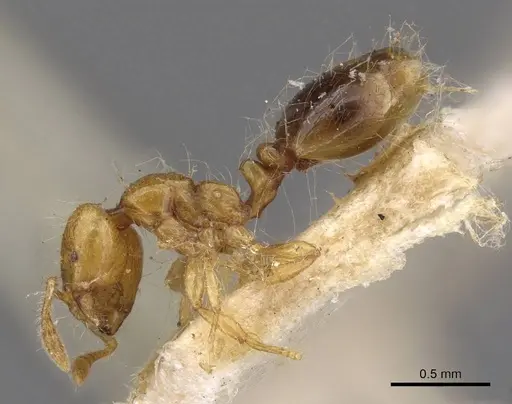 Solenopsis iheringi - CASENT0908796