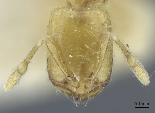 Solenopsis ilinei specimen