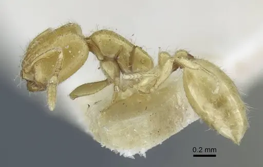 Solenopsis ilinei specimen