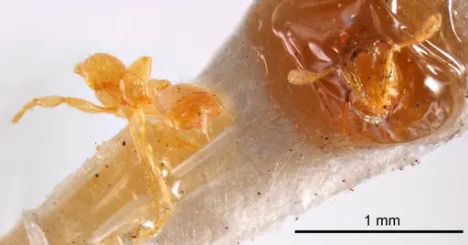 Solenopsis insculpta specimen