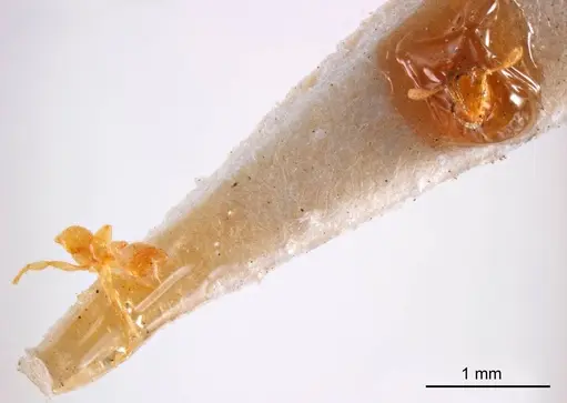 Solenopsis insculpta specimen